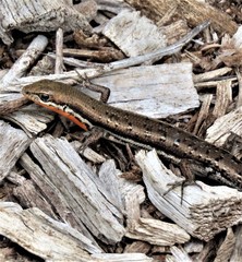 Morethia lineoocellata