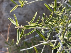 Atamisquea emarginata