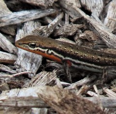 Morethia lineoocellata