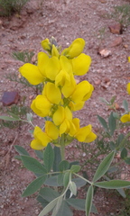 Thermopsis divaricarpa