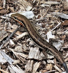 Morethia lineoocellata