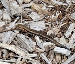 Morethia lineoocellata