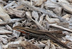 Morethia lineoocellata