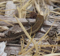 Morethia lineoocellata