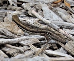 Morethia lineoocellata