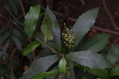 Helicia glabriflora