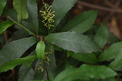 Helicia glabriflora