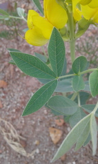 Thermopsis divaricarpa