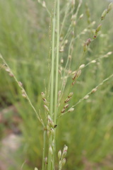 Panicum coloratum