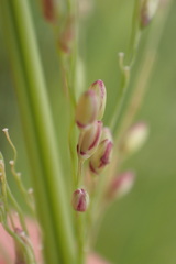 Panicum coloratum