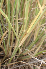Panicum coloratum
