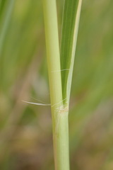 Panicum coloratum