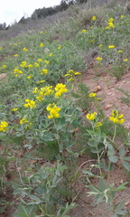 Thermopsis divaricarpa