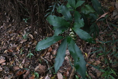 Helicia glabriflora