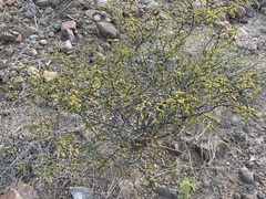 Erythrostemon placidus
