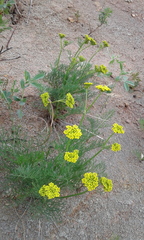 Harbouria trachypleura