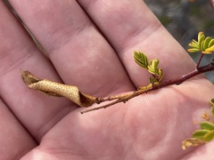 Erythrostemon placidus