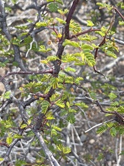 Erythrostemon placidus