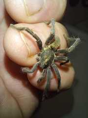 Brachionopus pretoriae