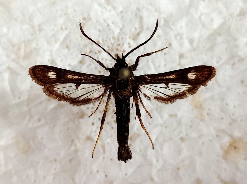 Chamaesphecia sogdianica