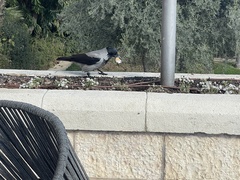 Corvus cornix