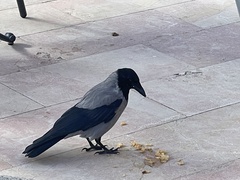 Corvus cornix