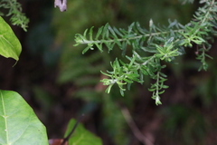 Ozothamnus rufescens