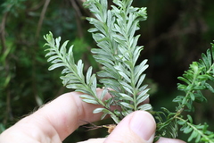 Ozothamnus rufescens