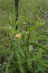 Commelina africana barberae