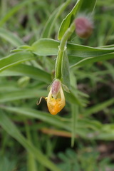 Commelina africana barberae