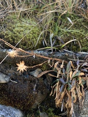 Erigeron morrisonensis