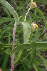 Commelina africana barberae