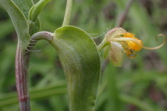 Commelina africana barberae