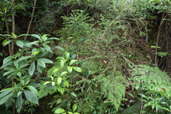 Ozothamnus rufescens