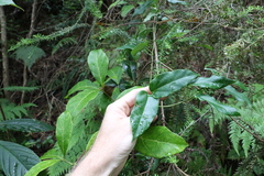 Leichhardtia longiloba
