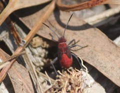 Leptocoris mitellatus