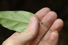 Leichhardtia longiloba