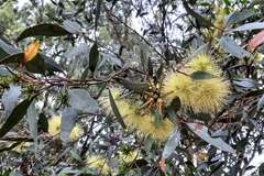 Eucalyptus conferruminata