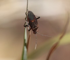 Leptocoris mitellatus