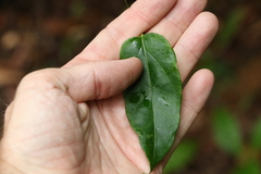 Leichhardtia longiloba