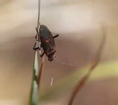 Leptocoris mitellatus