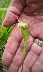 Pterostylis reflexa
