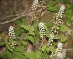 Tiarella nautila