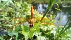 Brachythemis contaminata