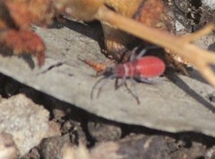 Leptocoris mitellatus