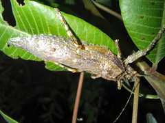 Cymatomerella spilophora