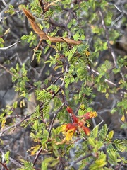 Erythrostemon placidus