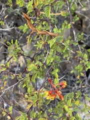 Erythrostemon placidus