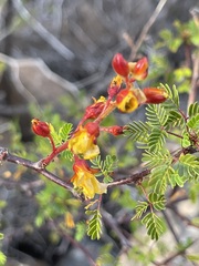 Erythrostemon placidus