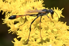 Ammophila heydeni